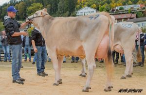 Miss Genetik BS Vigor Zicoria - WTS Genetics